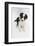 Border Collie Sitting-Mark Taylor-Framed Photographic Print