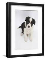 Border Collie Sitting-Mark Taylor-Framed Photographic Print