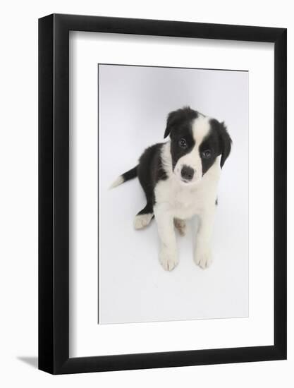 Border Collie Sitting-Mark Taylor-Framed Photographic Print