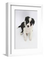 Border Collie Sitting-Mark Taylor-Framed Photographic Print