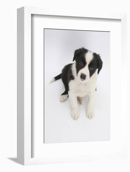 Border Collie Sitting-Mark Taylor-Framed Photographic Print