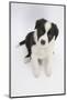 Border Collie Sitting-Mark Taylor-Mounted Photographic Print