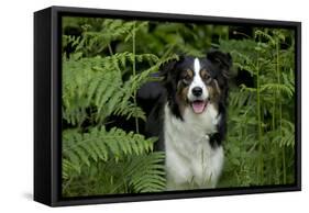 Border Collie Standing in Bracken-null-Framed Stretched Canvas