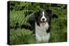 Border Collie Standing in Bracken-null-Stretched Canvas