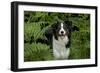 Border Collie Standing in Bracken-null-Framed Photographic Print