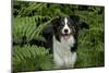 Border Collie Standing in Bracken-null-Mounted Photographic Print