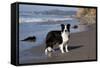 Border Collie Standing on Seashore, Santa Barbara, California, USA-Lynn M^ Stone-Framed Stretched Canvas