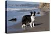 Border Collie Standing on Seashore, Santa Barbara, California, USA-Lynn M^ Stone-Stretched Canvas