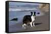 Border Collie Standing on Seashore, Santa Barbara, California, USA-Lynn M^ Stone-Framed Stretched Canvas