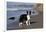 Border Collie Standing on Seashore, Santa Barbara, California, USA-Lynn M^ Stone-Framed Photographic Print