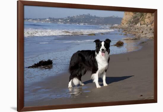 Border Collie Standing on Seashore, Santa Barbara, California, USA-Lynn M^ Stone-Framed Photographic Print