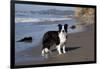 Border Collie Standing on Seashore, Santa Barbara, California, USA-Lynn M^ Stone-Framed Photographic Print