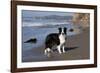 Border Collie Standing on Seashore, Santa Barbara, California, USA-Lynn M^ Stone-Framed Photographic Print