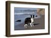 Border Collie Standing on Seashore, Santa Barbara, California, USA-Lynn M^ Stone-Framed Photographic Print