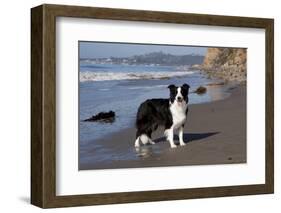 Border Collie Standing on Seashore, Santa Barbara, California, USA-Lynn M^ Stone-Framed Photographic Print