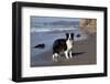 Border Collie Standing on Seashore, Santa Barbara, California, USA-Lynn M^ Stone-Framed Photographic Print