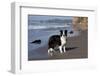 Border Collie Standing on Seashore, Santa Barbara, California, USA-Lynn M^ Stone-Framed Photographic Print