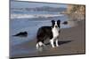 Border Collie Standing on Seashore, Santa Barbara, California, USA-Lynn M^ Stone-Mounted Photographic Print