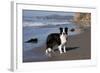 Border Collie Standing on Seashore, Santa Barbara, California, USA-Lynn M^ Stone-Framed Photographic Print