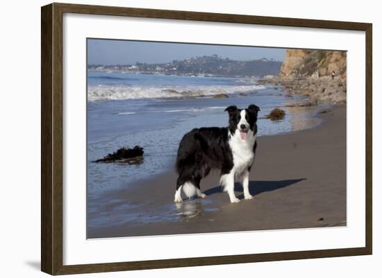 Border Collie Standing on Seashore, Santa Barbara, California, USA-Lynn M^ Stone-Framed Photographic Print