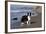 Border Collie Standing on Seashore, Santa Barbara, California, USA-Lynn M^ Stone-Framed Photographic Print