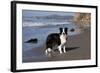 Border Collie Standing on Seashore, Santa Barbara, California, USA-Lynn M^ Stone-Framed Photographic Print
