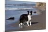 Border Collie Standing on Seashore, Santa Barbara, California, USA-Lynn M^ Stone-Mounted Photographic Print