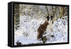 Border Collie Standing on Snow Covered Tree Stump-null-Framed Stretched Canvas