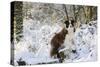 Border Collie Standing on Snow Covered Tree Stump-null-Stretched Canvas