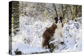 Border Collie Standing on Snow Covered Tree Stump-null-Stretched Canvas