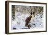 Border Collie Standing on Snow Covered Tree Stump-null-Framed Photographic Print