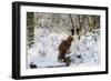Border Collie Standing on Snow Covered Tree Stump-null-Framed Photographic Print