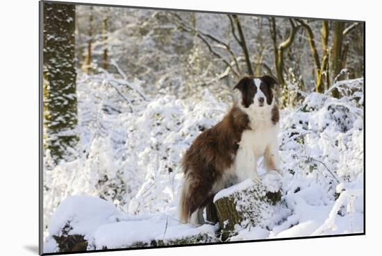 Border Collie Standing on Snow Covered Tree Stump-null-Mounted Photographic Print