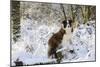 Border Collie Standing on Snow Covered Tree Stump-null-Mounted Photographic Print
