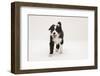 Border Collie Walking with Tongue Out-Mark Taylor-Framed Photographic Print