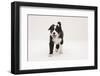 Border Collie Walking with Tongue Out-Mark Taylor-Framed Photographic Print