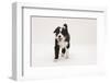 Border Collie Walking with Tongue Out-Mark Taylor-Framed Photographic Print