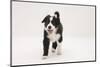 Border Collie Walking with Tongue Out-Mark Taylor-Mounted Photographic Print