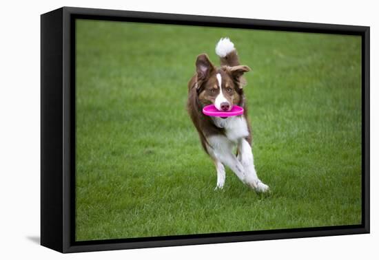 Border Collie with Red Merle Playing with Frisbee-null-Framed Stretched Canvas