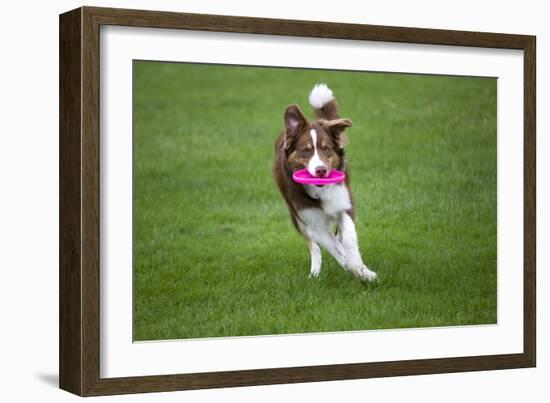 Border Collie with Red Merle Playing with Frisbee-null-Framed Photographic Print