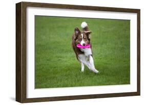 Border Collie with Red Merle Playing with Frisbee-null-Framed Photographic Print