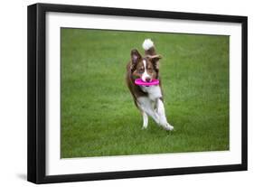 Border Collie with Red Merle Playing with Frisbee-null-Framed Photographic Print