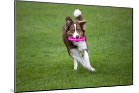 Border Collie with Red Merle Playing with Frisbee-null-Mounted Photographic Print