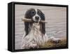 Border Collie with Stick in Lake-John Silver-Framed Stretched Canvas