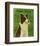 Border Collie-John Golden-Framed Art Print