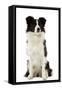 Border Collie-null-Framed Stretched Canvas