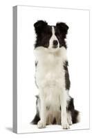 Border Collie-null-Stretched Canvas