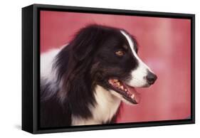 Border Collie-DLILLC-Framed Stretched Canvas