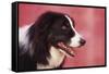 Border Collie-DLILLC-Framed Stretched Canvas