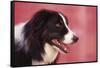 Border Collie-DLILLC-Framed Stretched Canvas